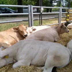 Villa Campello - Agrate Brianza