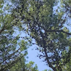 Pineta di Alba Adriatica - Alba Adriatica