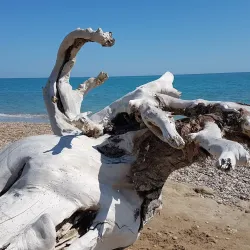 Riserva Naturale Regionale Sentina - Alba Adriatica