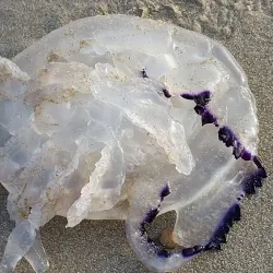 Spiaggia di Tortoreto Lido - Alba Adriatica