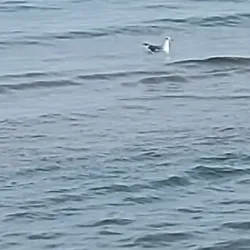 Spiaggia di Tortoreto Lido - Alba Adriatica