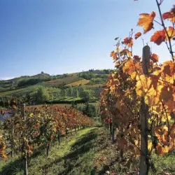 Enoteca Regionale del Barolo - Alba