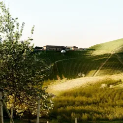 Langhe Vineyards - Alba