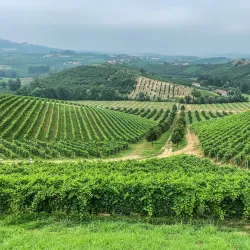Langhe Vineyards - Alba
