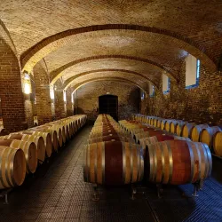 Langhe Vineyards - Alba