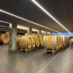 Langhe Vineyards - Alba