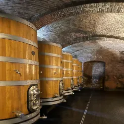 Langhe Vineyards - Alba