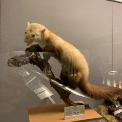 Museo Civico Federico Eusebio - Alba