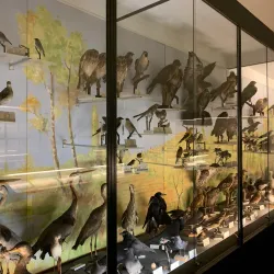 Museo Civico Federico Eusebio - Alba