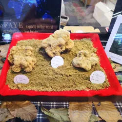 Truffle Market and Fair (Fiera Internazionale del Tartufo Bianco d'Alba) - Alba