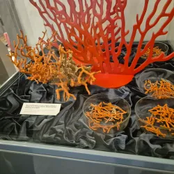 Coral Museum (Museo del Corallo) - Alghero