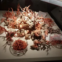 Coral Museum (Museo del Corallo) - Alghero