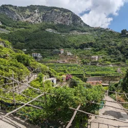 Lemon Groves of Amalfi - Amalfi
