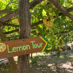 Lemon Groves of Amalfi - Amalfi