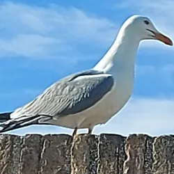 Arch of Trajan - Ancona
