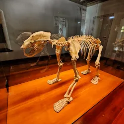 National Archaeological Museum of the Marche Region - Ancona