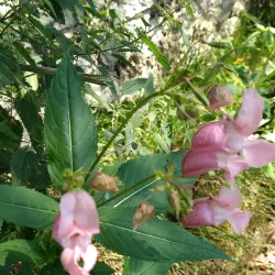 Sentiero della Pace (Path of Peace) - Asiago