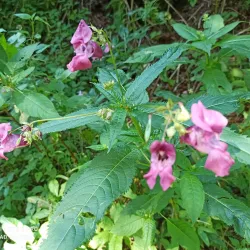 Sentiero della Pace (Path of Peace) - Asiago