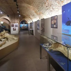 Museo Paleontologico Territoriale di Asti - Asti