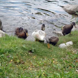 San Francesco Church - Bassano del Grappa