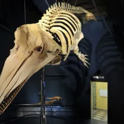 Museo di Scienze Naturali Enrico Caffi - Bergamo