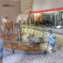 Museo di Scienze Naturali Enrico Caffi - Bergamo