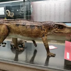 Museo di Scienze Naturali Enrico Caffi - Bergamo