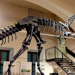 Museo di Scienze Naturali Enrico Caffi - Bergamo