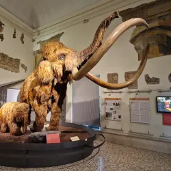 Museo di Scienze Naturali Enrico Caffi - Bergamo