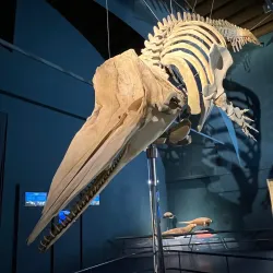 Museo di Scienze Naturali Enrico Caffi - Bergamo