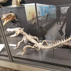 Museo di Scienze Naturali Enrico Caffi - Bergamo