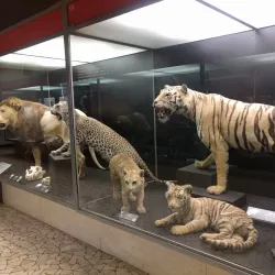 Museo di Scienze Naturali Enrico Caffi - Bergamo