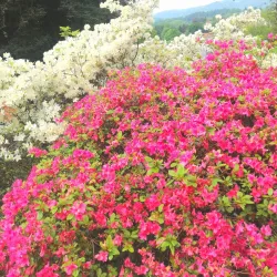 Parco della Burcina "Felice Piacenza" - Biella