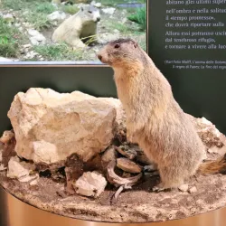 South Tyrol Museum of Natural Sciences - Bolzano-Bozen