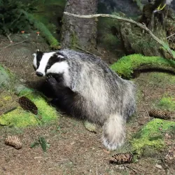 South Tyrol Museum of Natural Sciences - Bolzano-Bozen