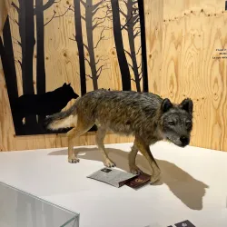 South Tyrol Museum of Natural Sciences - Bolzano-Bozen