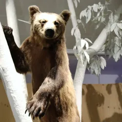 South Tyrol Museum of Natural Sciences - Bolzano-Bozen