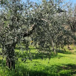 Local Olive Groves and Vineyards - Bormida