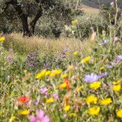Local Olive Groves and Vineyards - Bormida