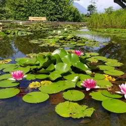 Nearby Orto Botanico di Villa Taranto - Bormida