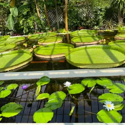 Nearby Orto Botanico di Villa Taranto - Bormida