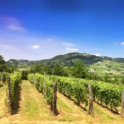 Piedmontese Countryside - Bormida