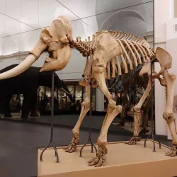 Abruzzo Regional Museum of Natural Sciences (Museo Regionale di Scienze Naturali) - Borrello