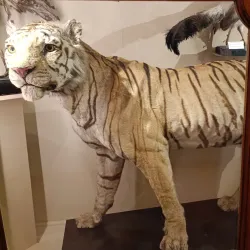 Abruzzo Regional Museum of Natural Sciences (Museo Regionale di Scienze Naturali) - Borrello