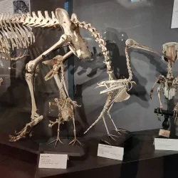 Abruzzo Regional Museum of Natural Sciences (Museo Regionale di Scienze Naturali) - Borrello