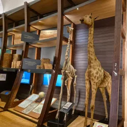 Abruzzo Regional Museum of Natural Sciences (Museo Regionale di Scienze Naturali) - Borrello