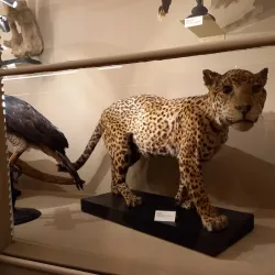 Abruzzo Regional Museum of Natural Sciences (Museo Regionale di Scienze Naturali) - Borrello