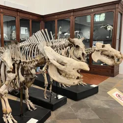 Abruzzo Regional Museum of Natural Sciences (Museo Regionale di Scienze Naturali) - Borrello