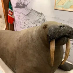 Abruzzo Regional Museum of Natural Sciences (Museo Regionale di Scienze Naturali) - Borrello