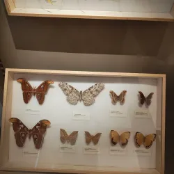 Abruzzo Regional Museum of Natural Sciences (Museo Regionale di Scienze Naturali) - Borrello